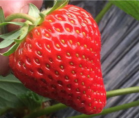 价格,厂家,批发,草莓,东港市新颖草莓种植专业合作社