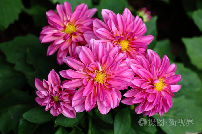 亚洲花卉种植照片-正版商用图片1mdu4m-摄图新视界
