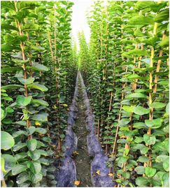 2020年农业林业创业好项目 花卉苗木种植 海棠植物编艺工艺分享