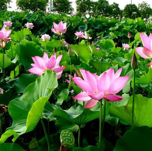 广昌荷花有那几种颜色价格低