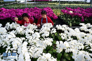安徽 规模化花卉种植引领特色产业发展