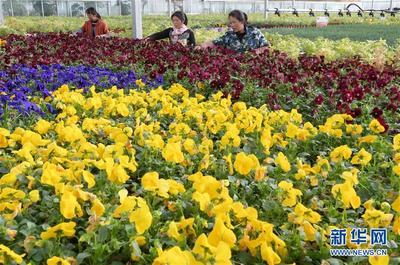 甘肃临夏:科技园区引领 促进农业产业升级