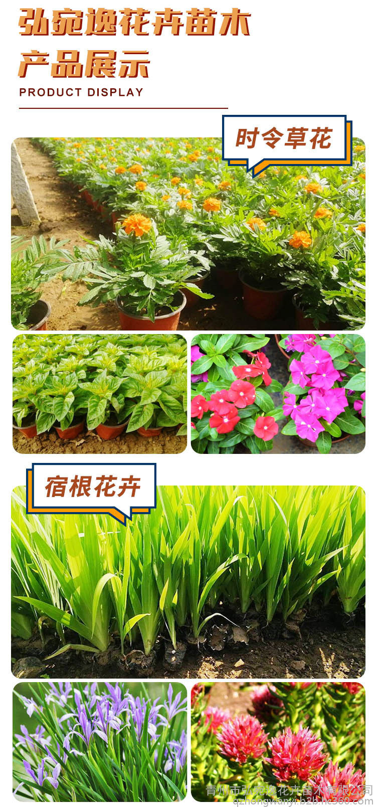 【三色堇 出售基地种植耐寒草花角堇 花坛周边绿化用小三色堇】