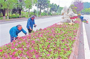 忠州日报数字报 栽鲜花迎国庆